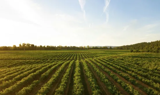 Guia Completo para Agricultores: Soluções para Problemas Comuns no Campo